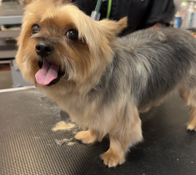 Professional groomer trimming gray poodle at Tails A Waggin Henderson